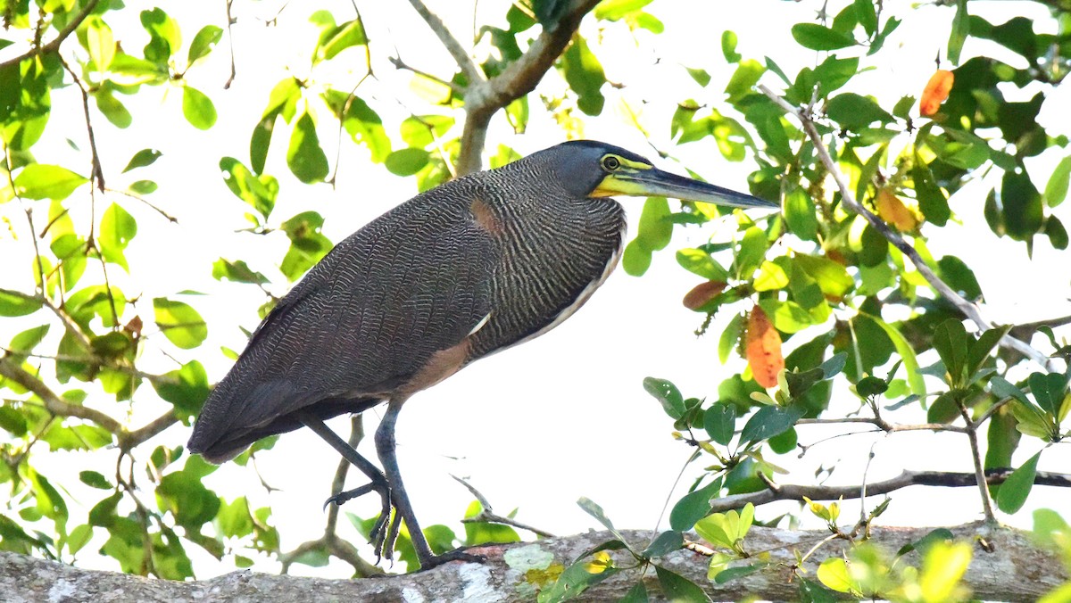 Bare-throated Tiger-Heron - Curtis McCamy