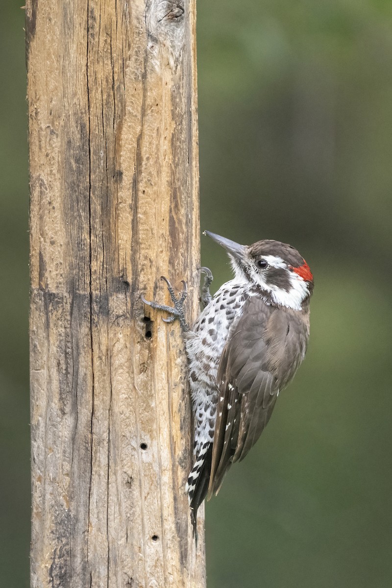 Arizona Woodpecker - ML499586181