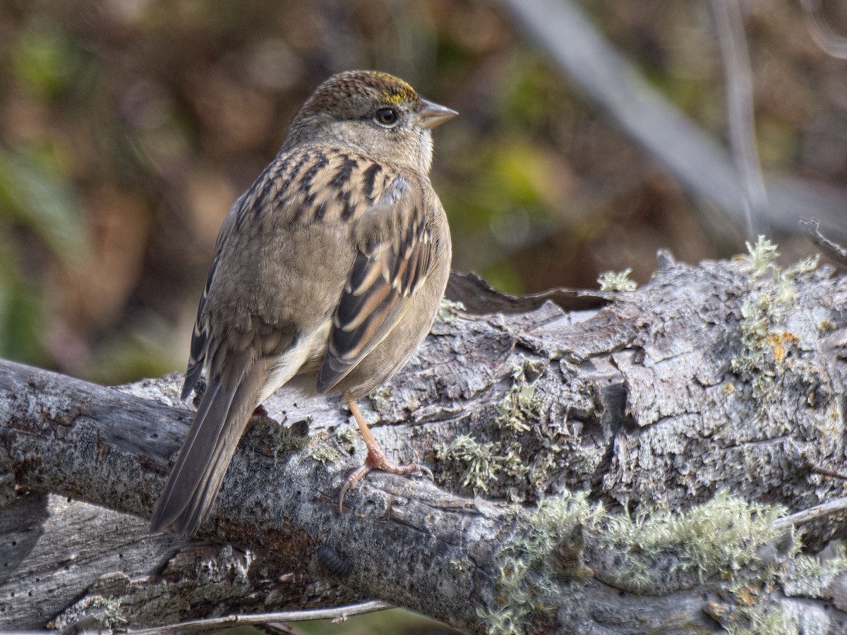 Golden-crowned Sparrow - ML499589811