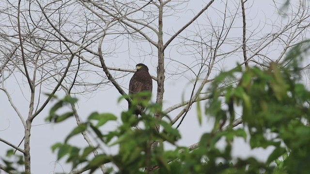 Crested Serpent-Eagle - ML499592341