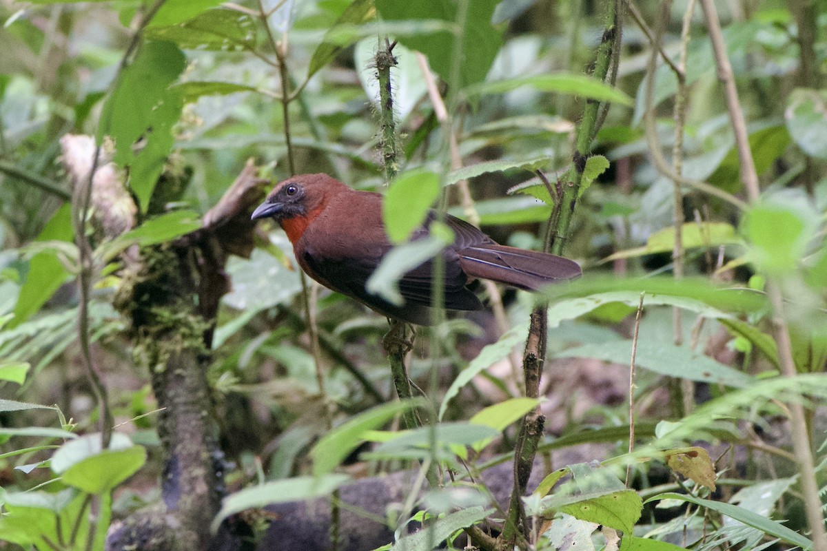 Red-throated Ant-Tanager (Red-throated) - ML499593851