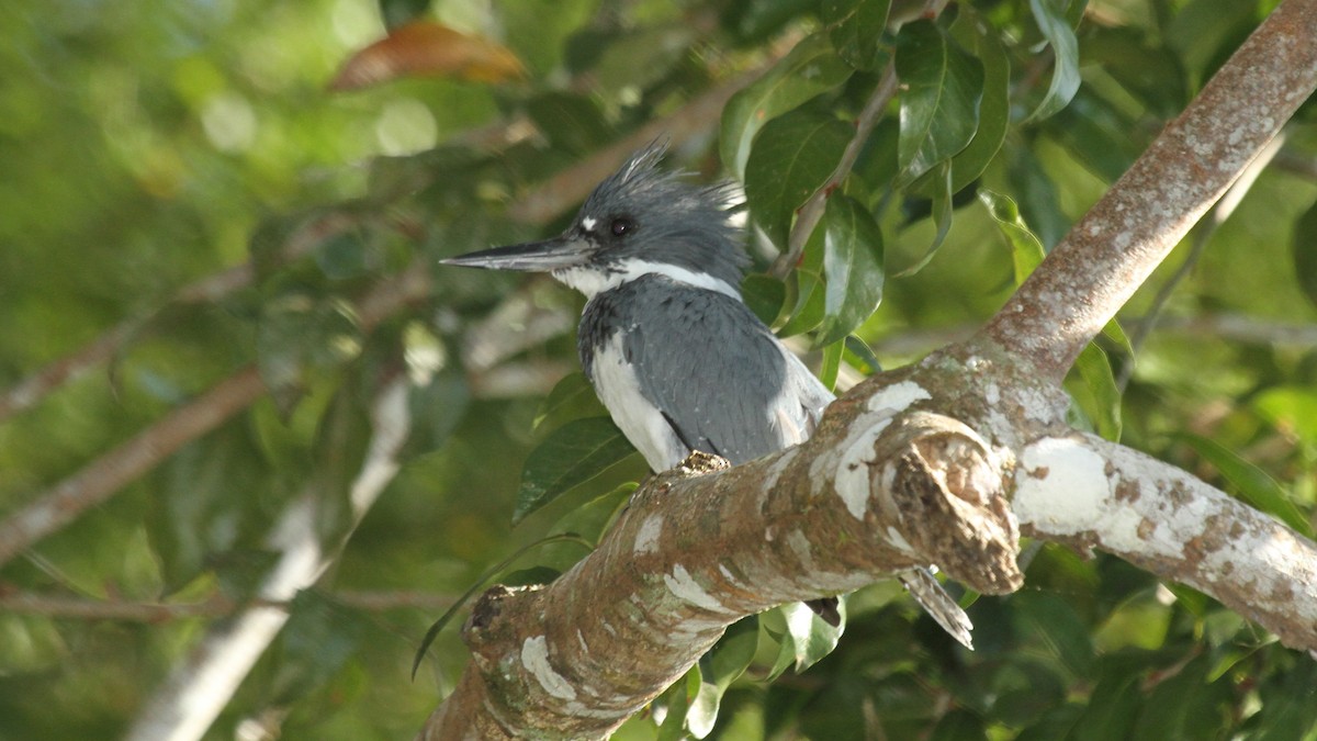 Belted Kingfisher - Curtis McCamy