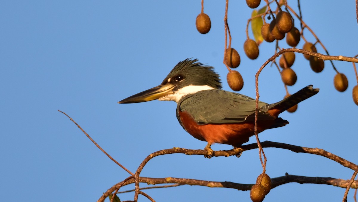 Ringed Kingfisher - Curtis McCamy