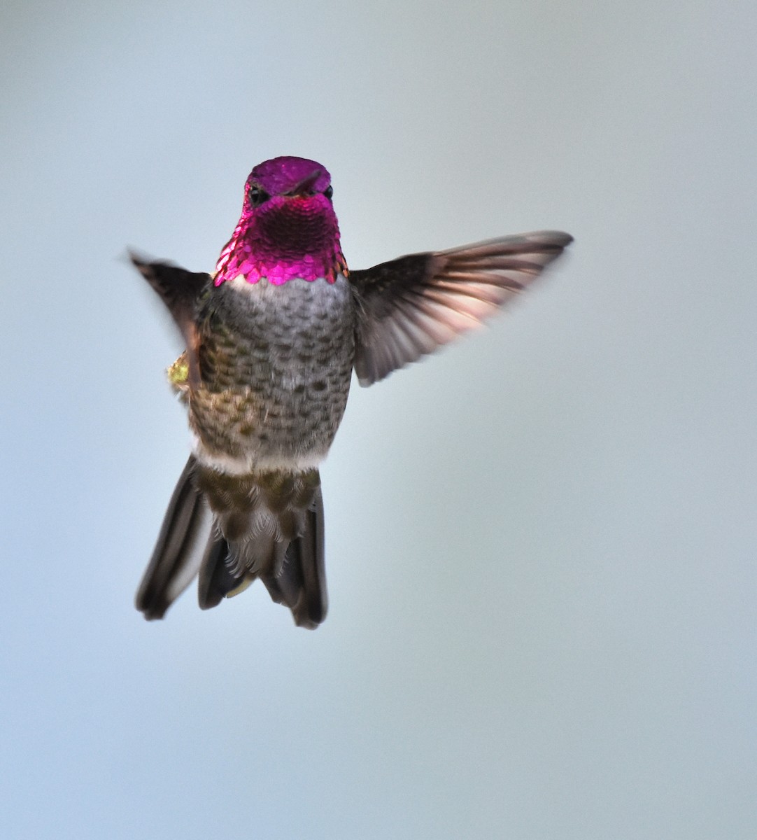 Anna's Hummingbird - ML499594871
