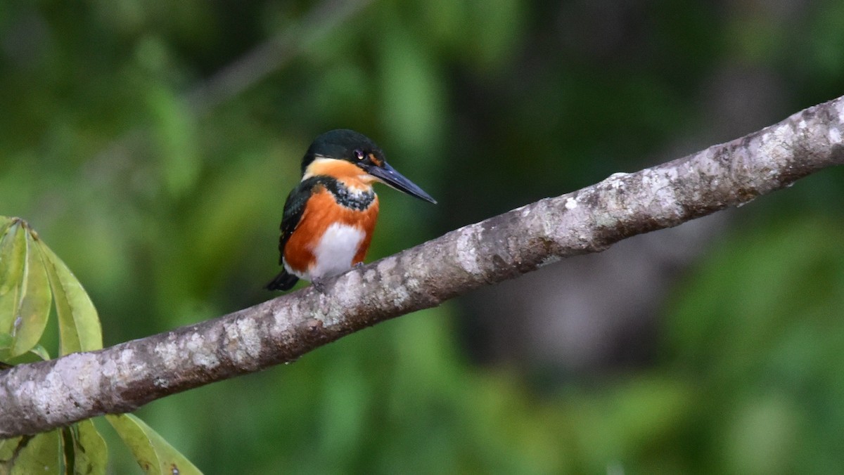 American Pygmy Kingfisher - ML49959571