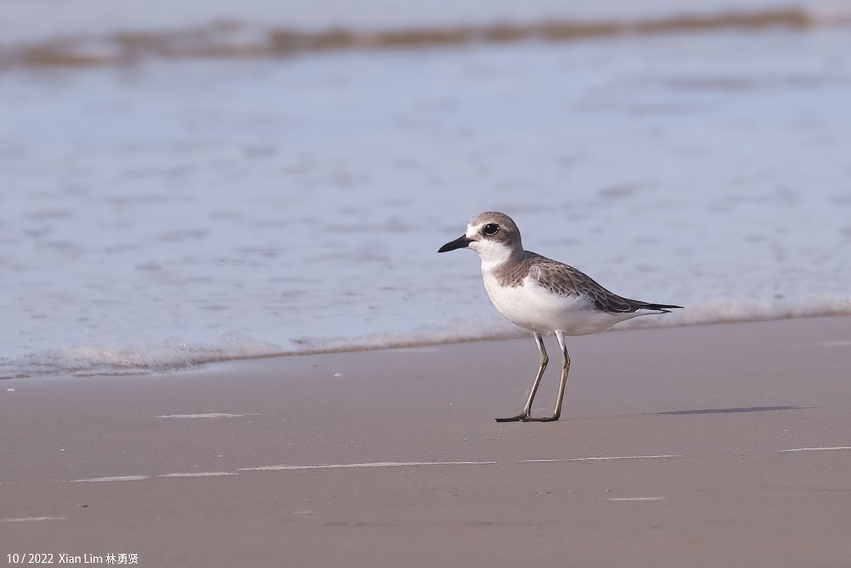 Greater Sand-Plover - Lim Ying Hien