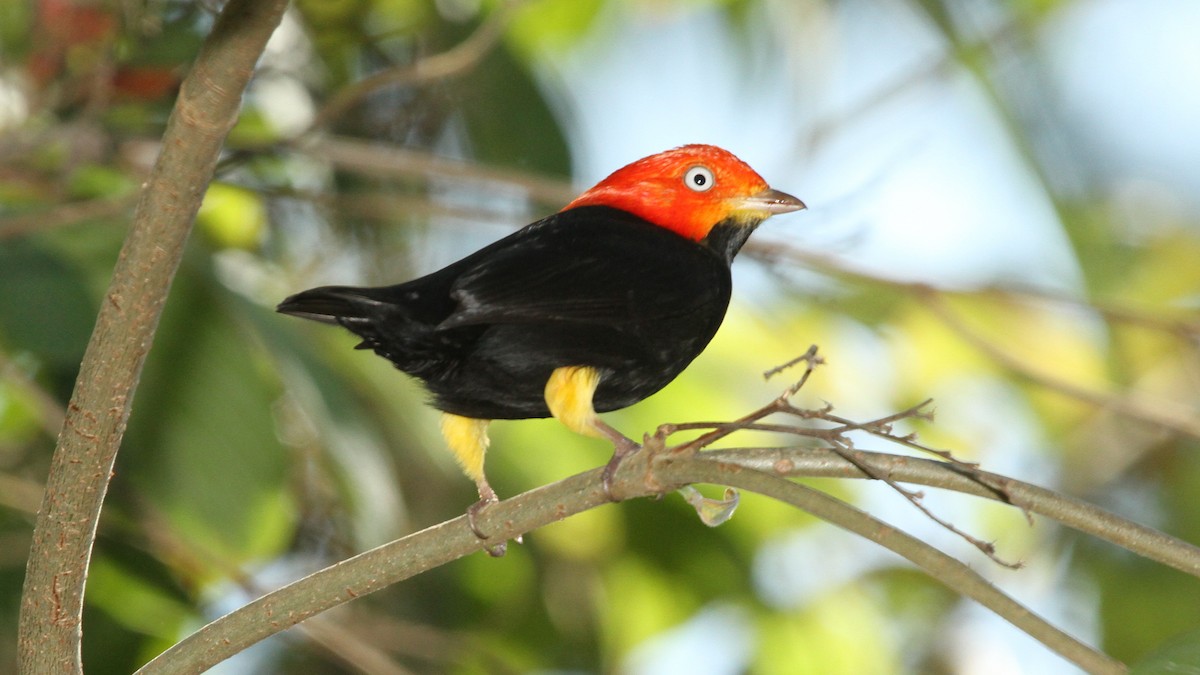 Red-capped Manakin - ML49959971