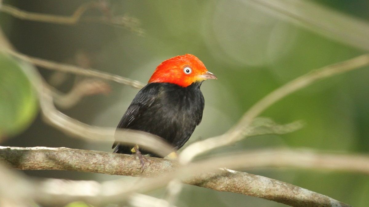 Red-capped Manakin - ML49960001