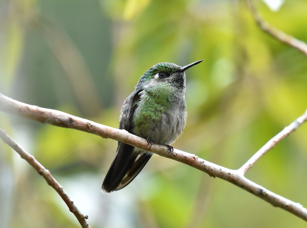 Emerald-chinned Hummingbird - ML499601671