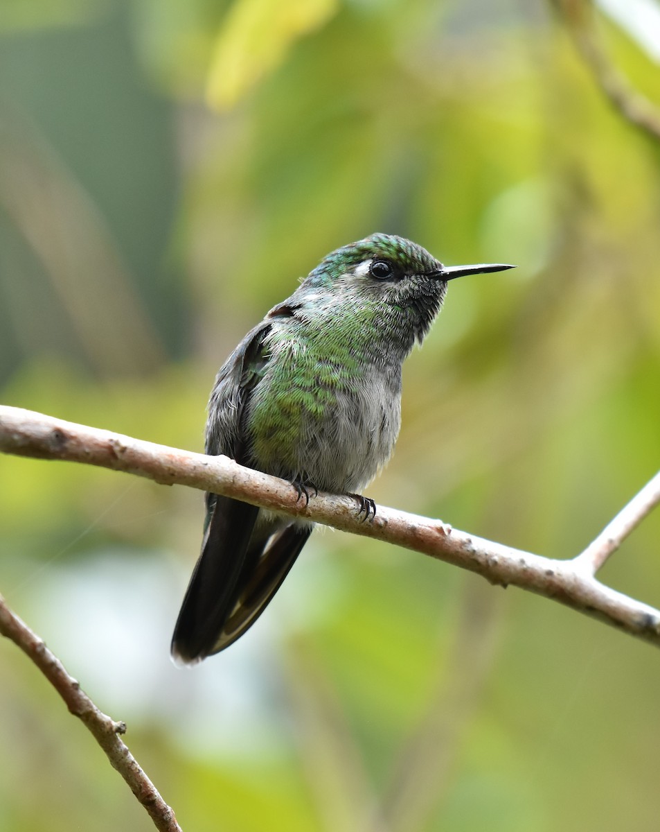 Emerald-chinned Hummingbird - ML499601681