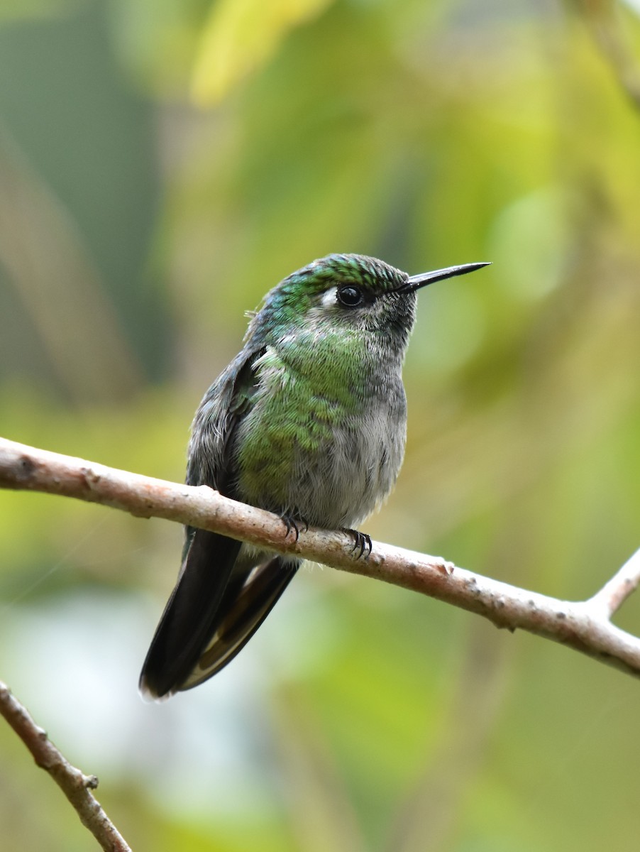 Emerald-chinned Hummingbird - ML499601691