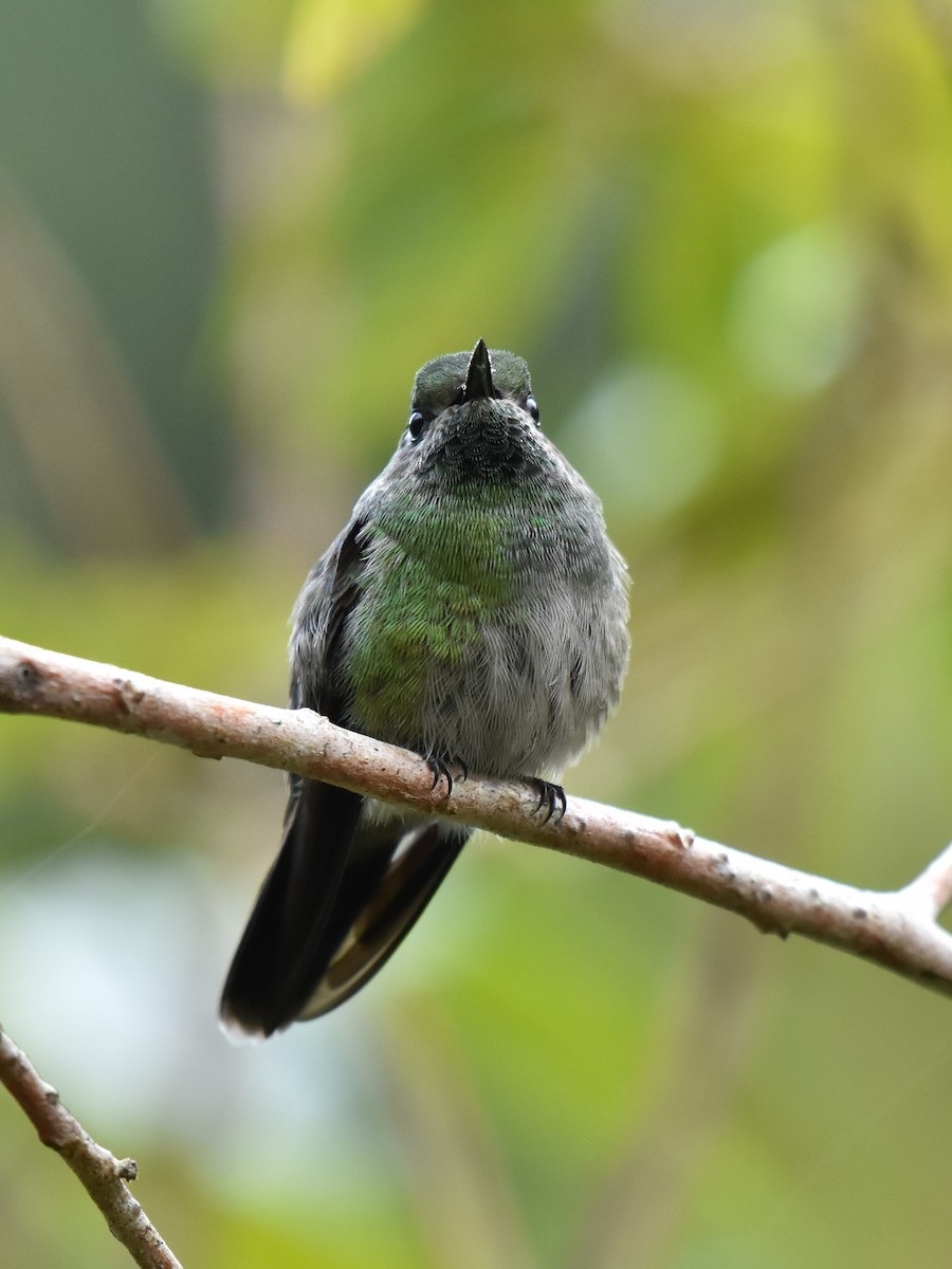Emerald-chinned Hummingbird - ML499601701