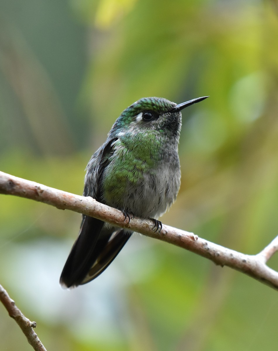 Emerald-chinned Hummingbird - ML499601711