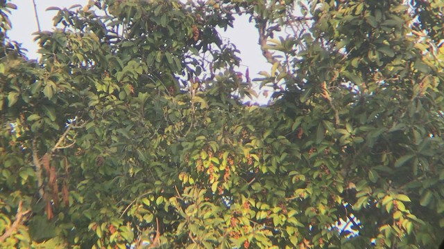 White-bellied Woodpecker - ML499602531