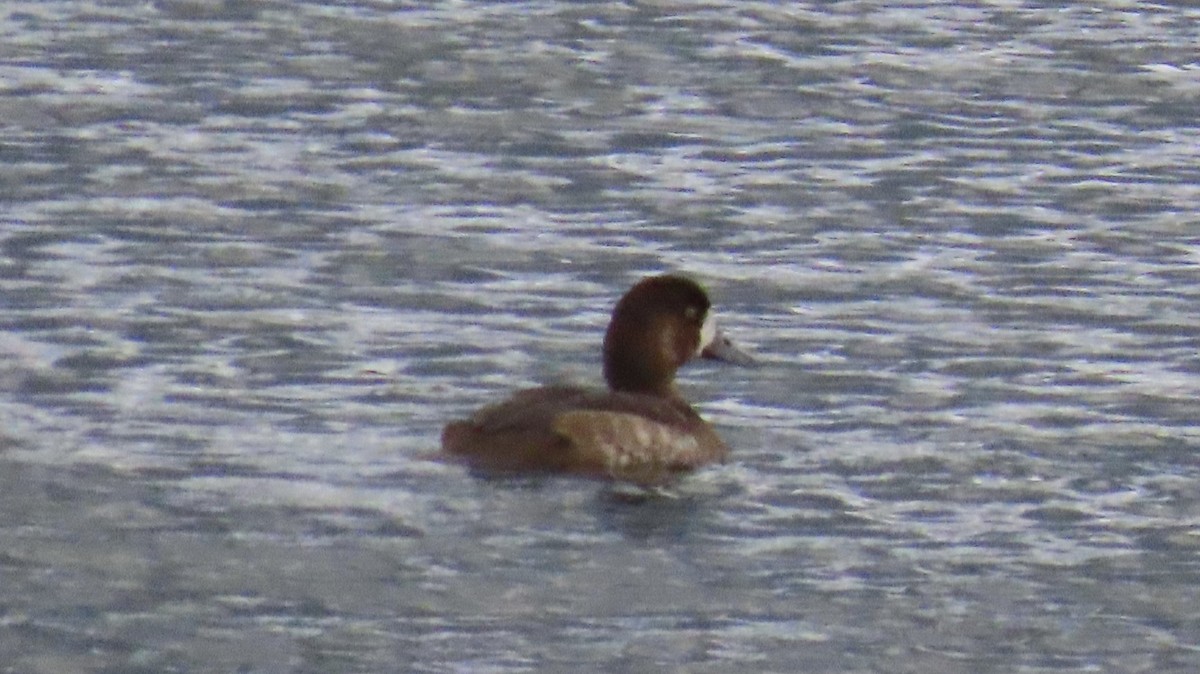 Greater Scaup - ML499605151