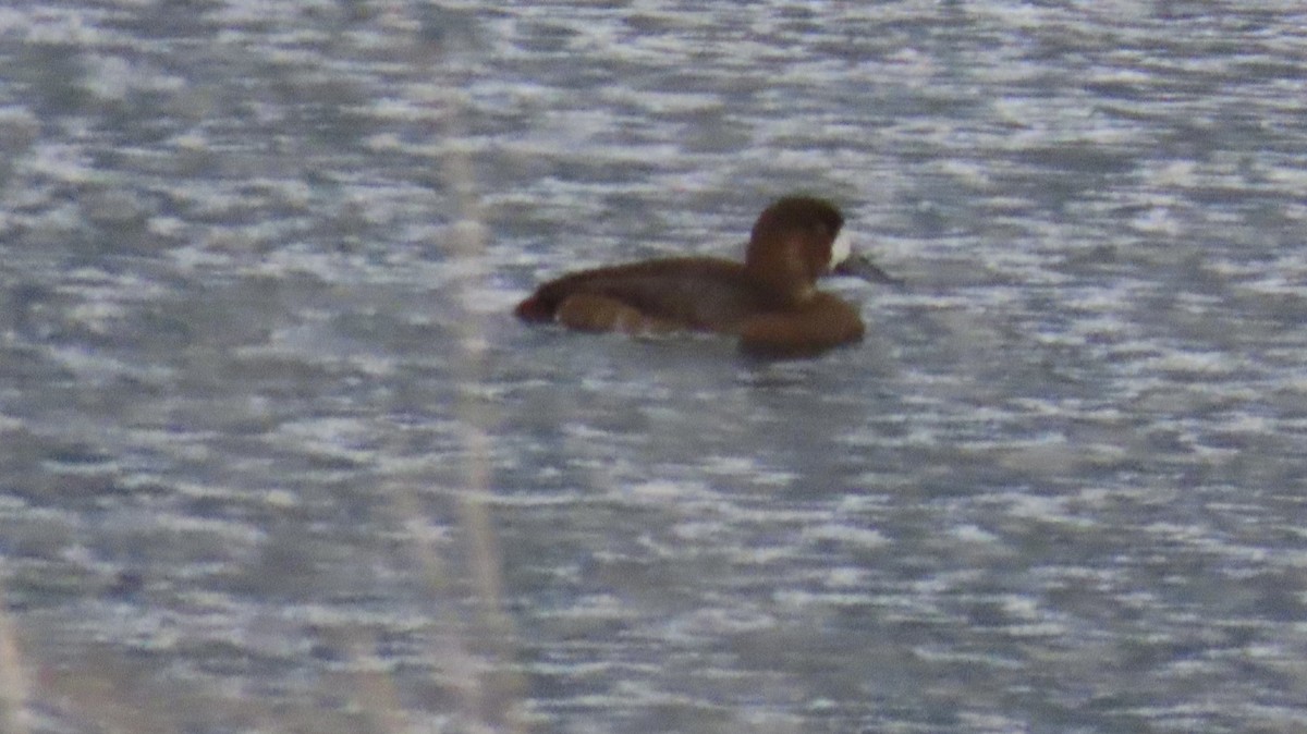 Greater Scaup - ML499605161