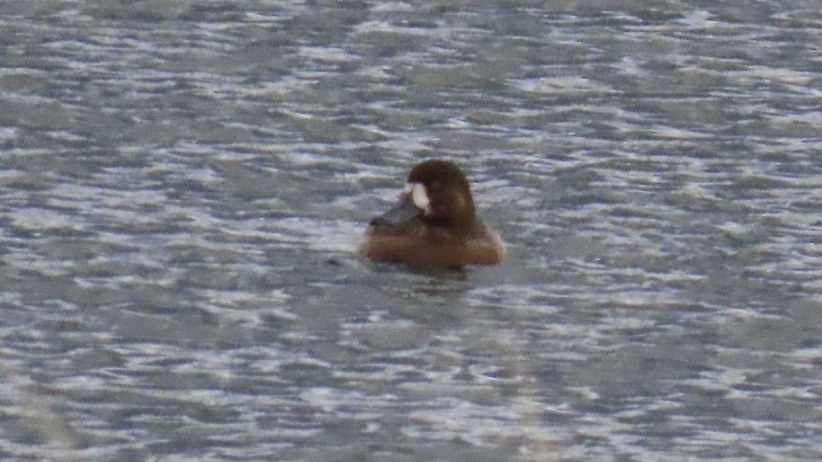 Greater Scaup - ML499605171