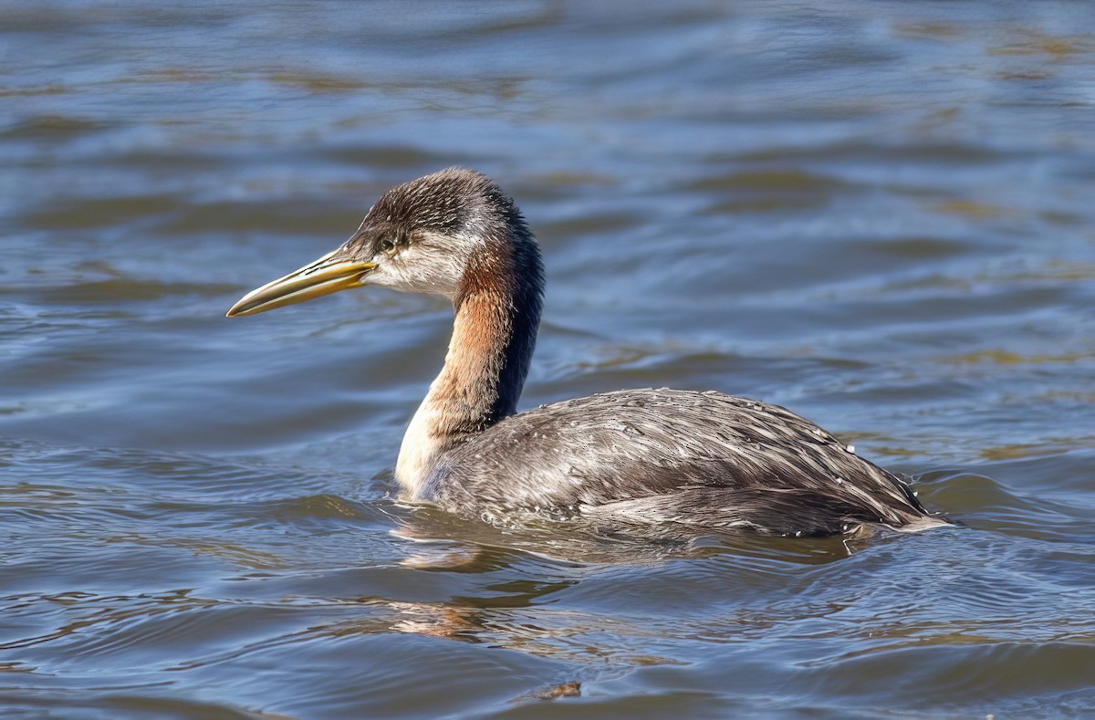 Red-necked Grebe - ML499605481
