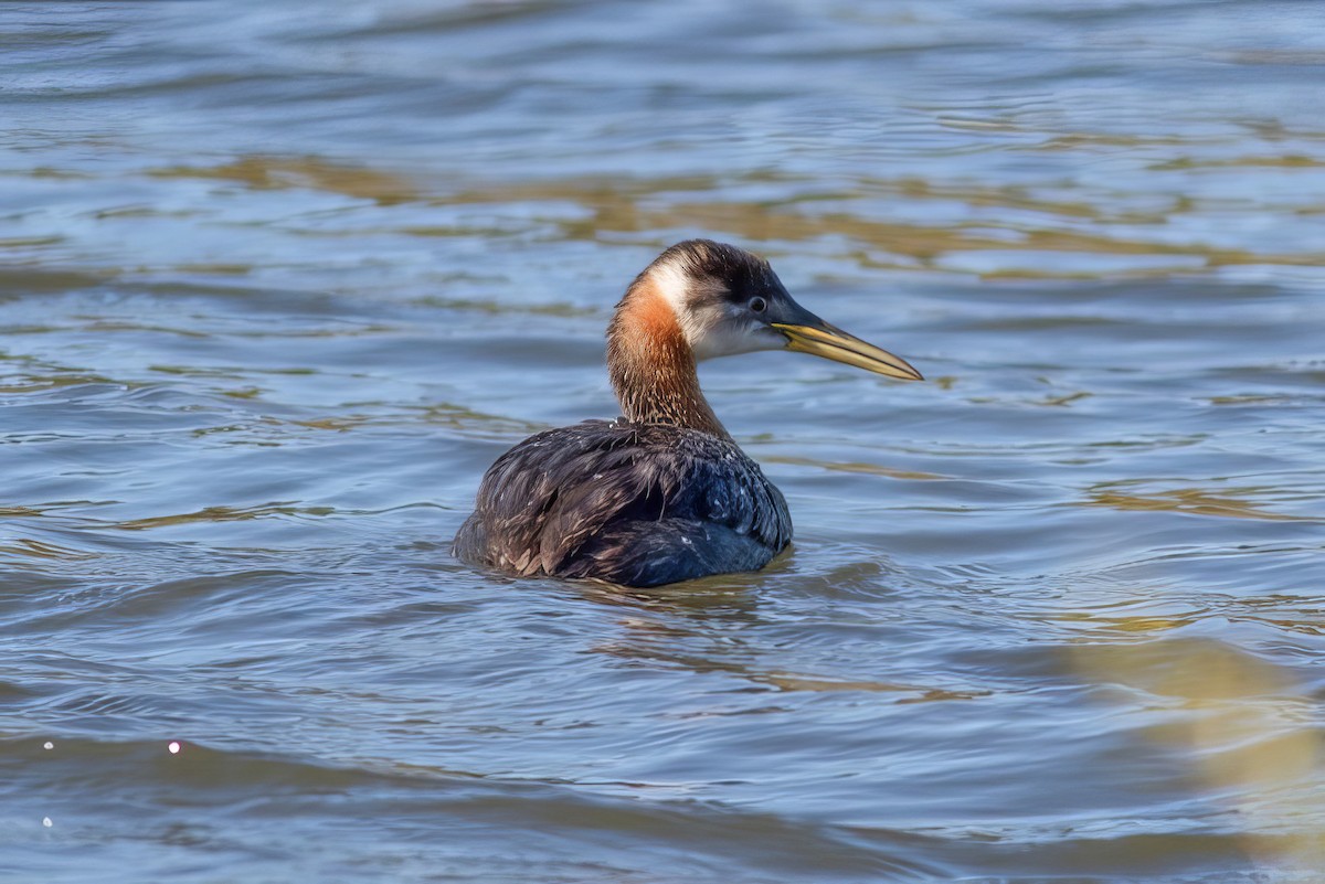 Red-necked Grebe - ML499605491