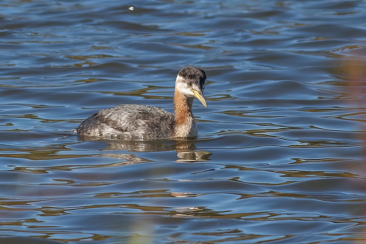 Red-necked Grebe - ML499605511
