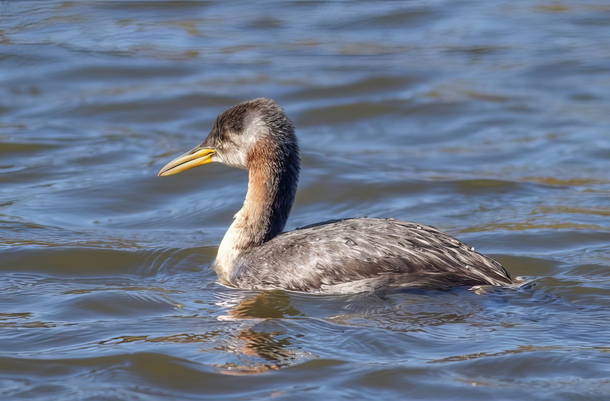 Red-necked Grebe - ML499605521