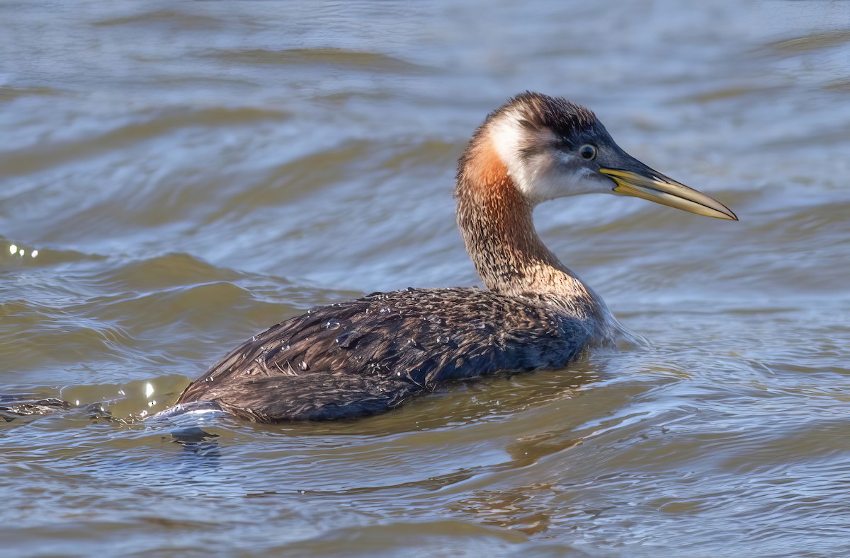 Red-necked Grebe - ML499605531