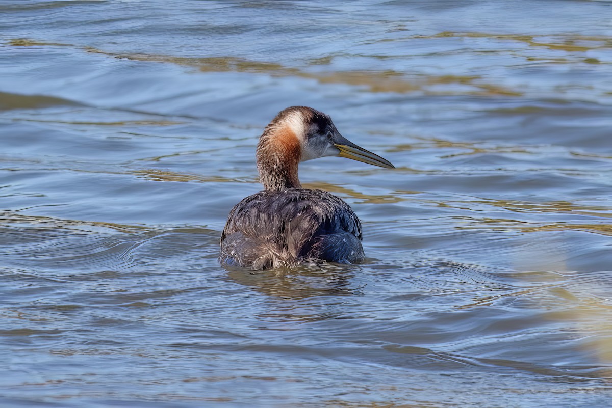 Red-necked Grebe - ML499605551