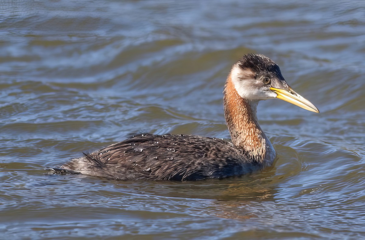 Red-necked Grebe - ML499605561