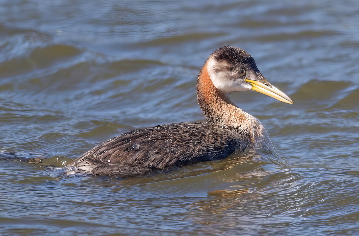 Red-necked Grebe - ML499605571