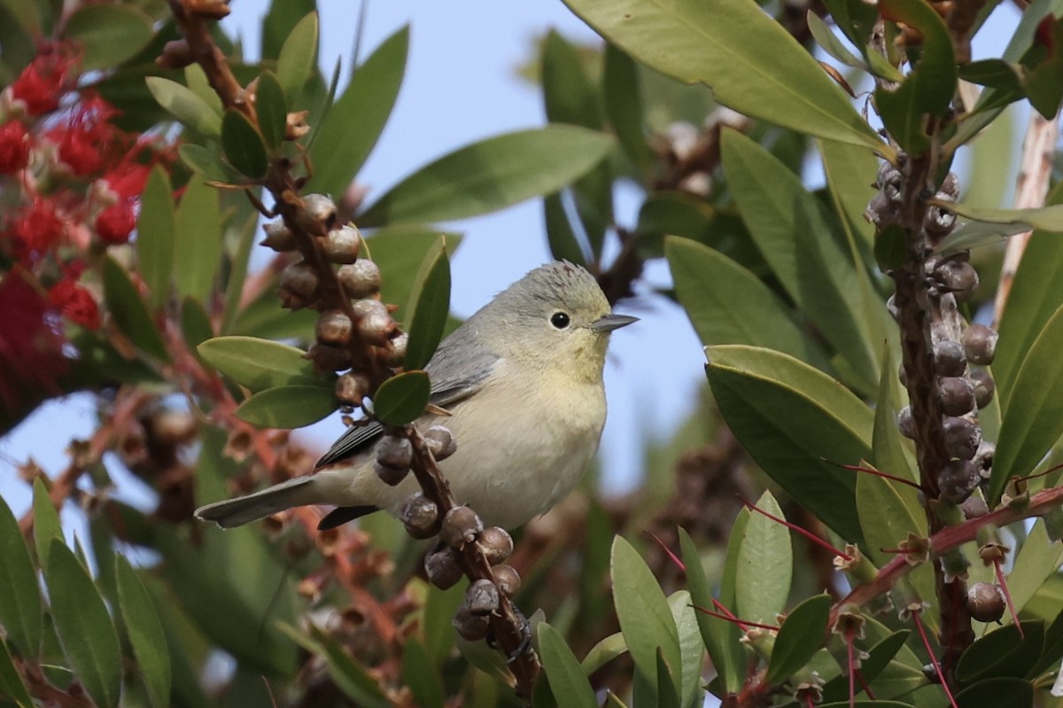 Lucy's Warbler - ML499606131
