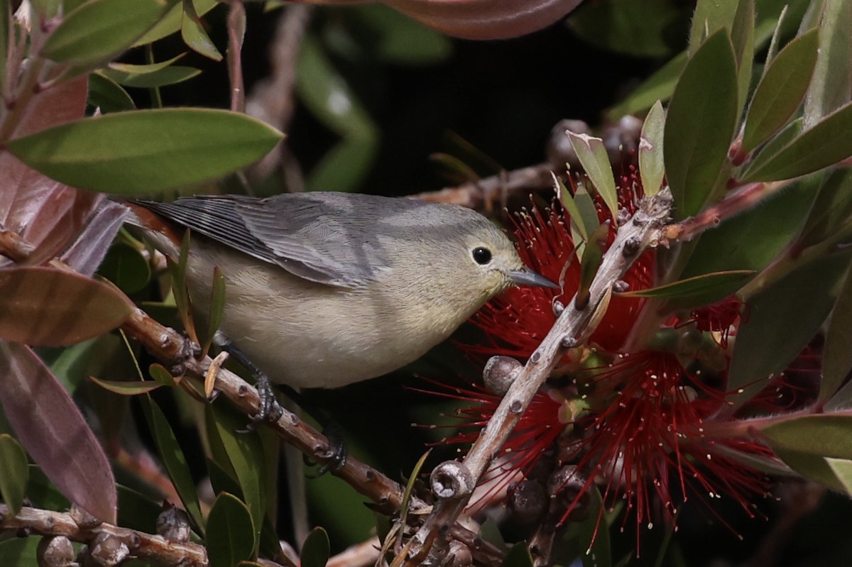 Lucy's Warbler - ML499606211