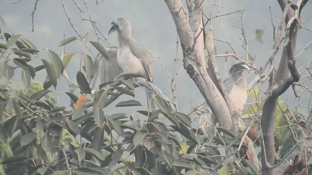Indian Gray Hornbill - ML499611441