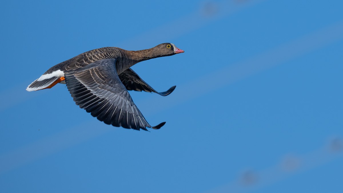 Lesser White-fronted Goose - ML499613391