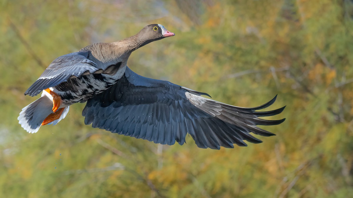 Lesser White-fronted Goose - ML499613401