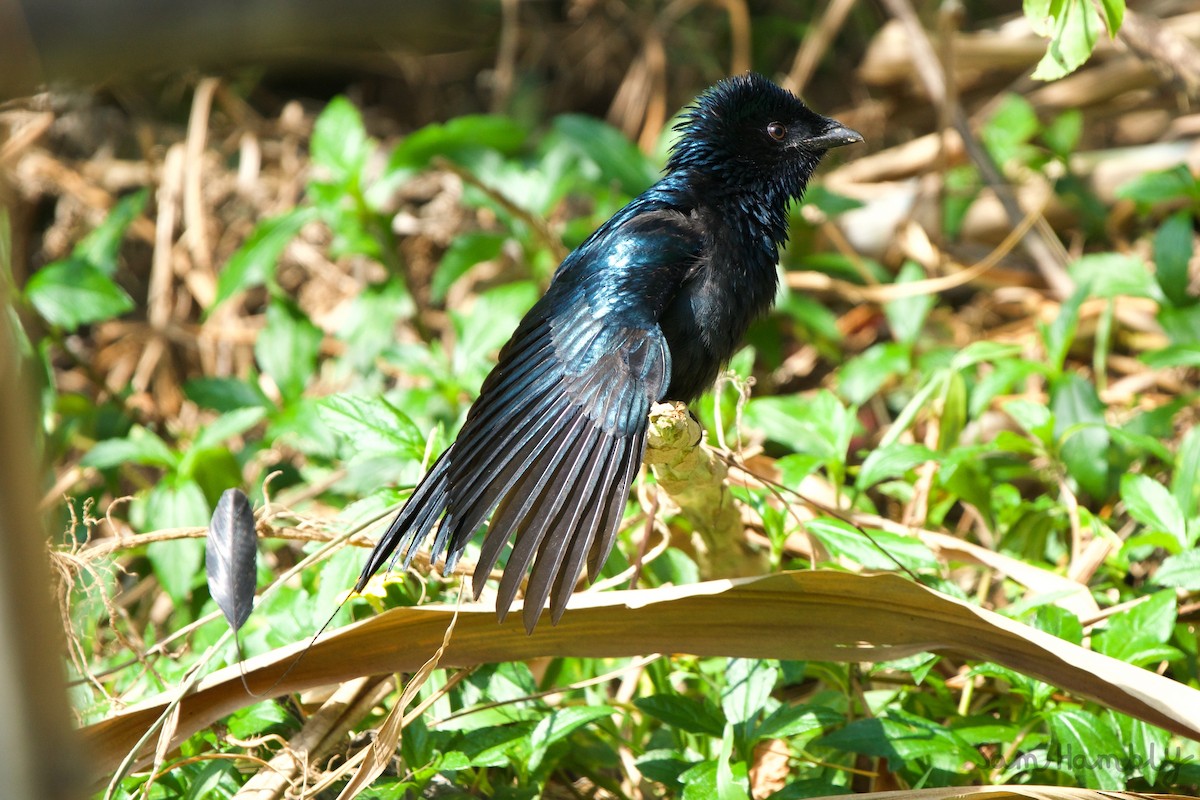 Lesser Racket-tailed Drongo - ML499614131