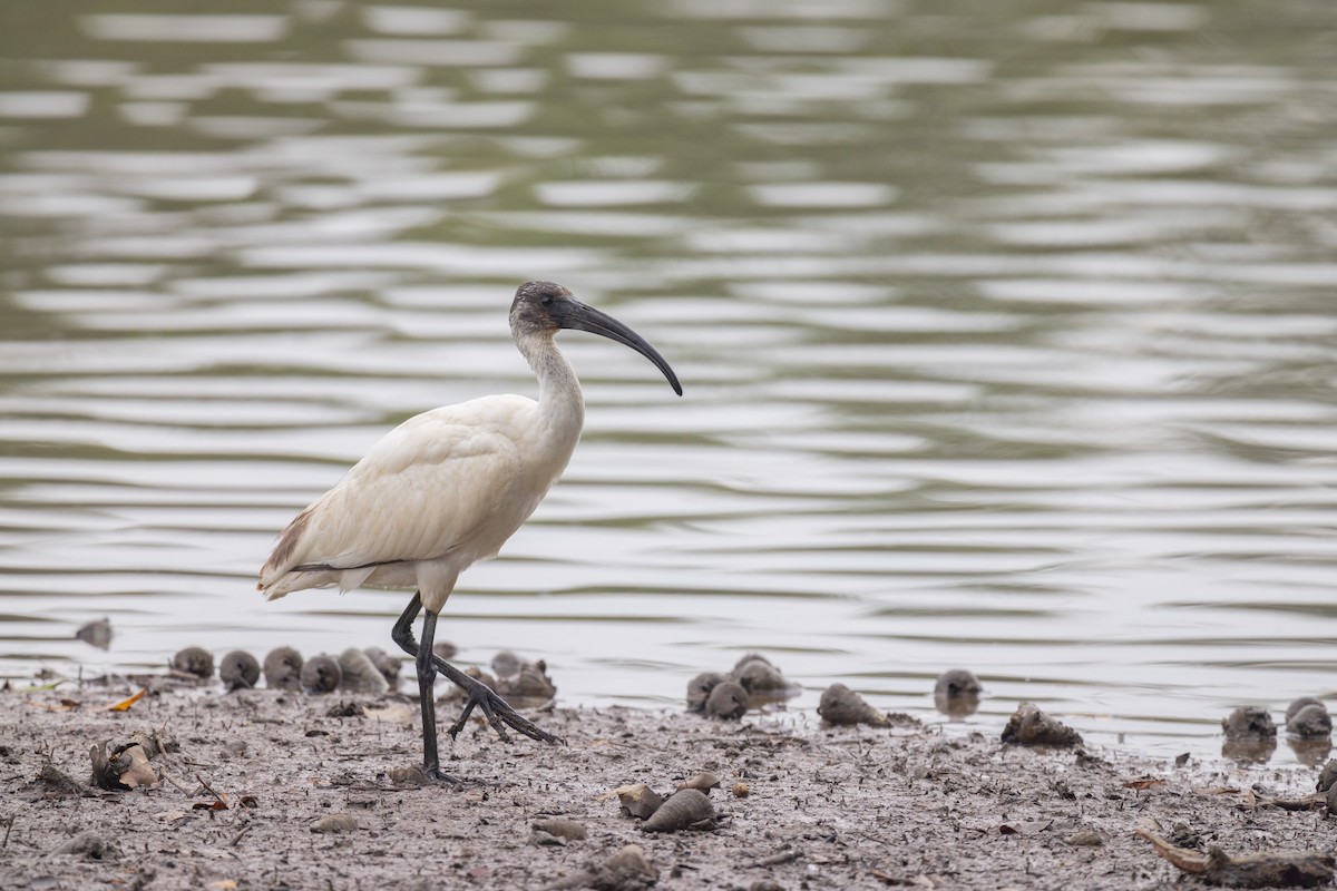 ibis černohlavý - ML499615621