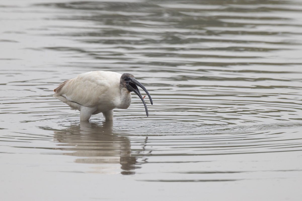 ibis černohlavý - ML499616231