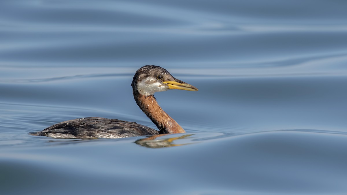 Red-necked Grebe - ML499619031
