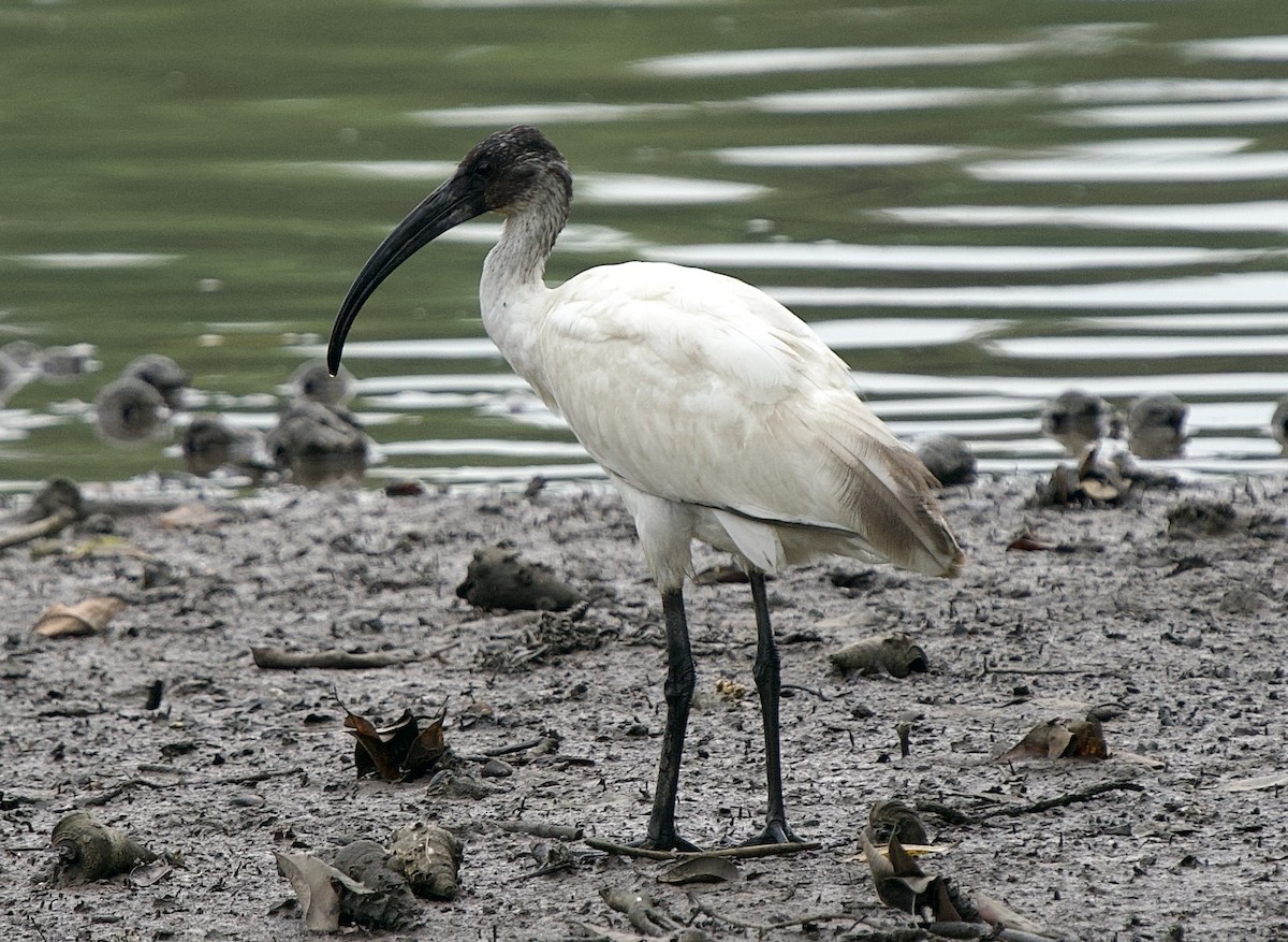 ibis černohlavý - ML499620031