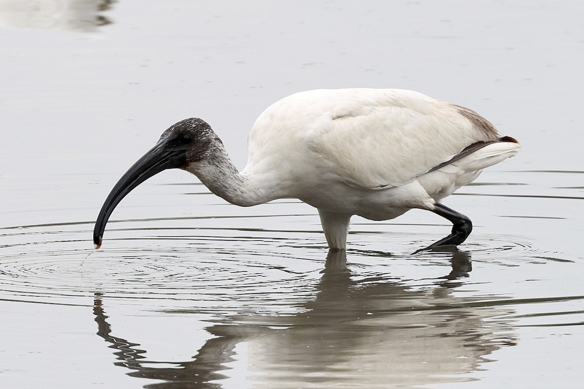 ibis černohlavý - ML499620611