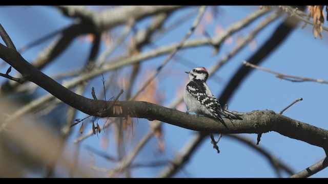 Downy Woodpecker (Eastern) - ML499627451