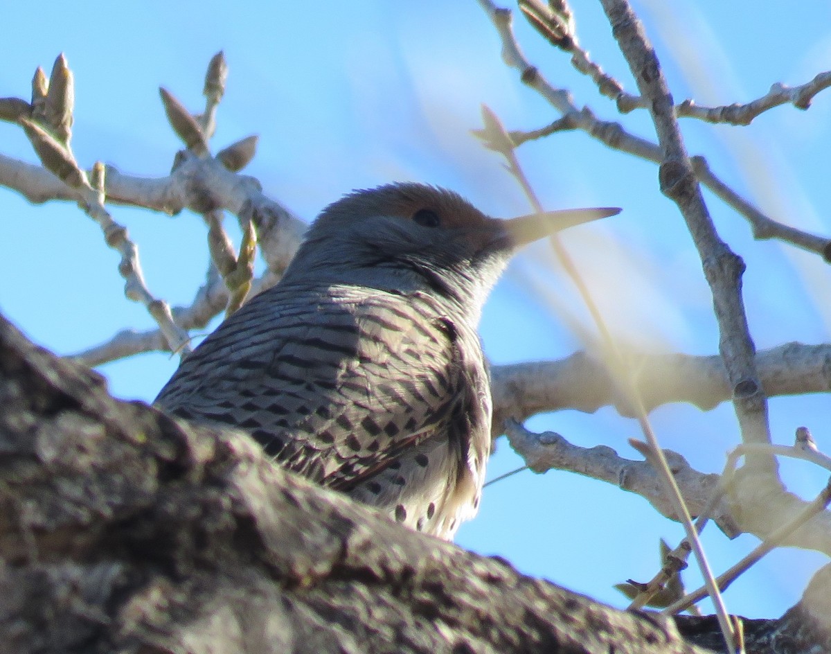 Northern Flicker (Red-shafted) - Dave Hawksworth
