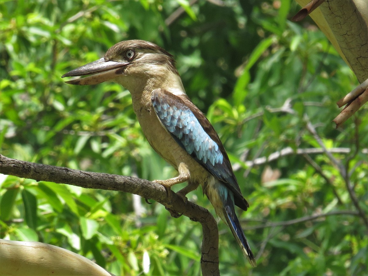 Blue-winged Kookaburra - ML499633851