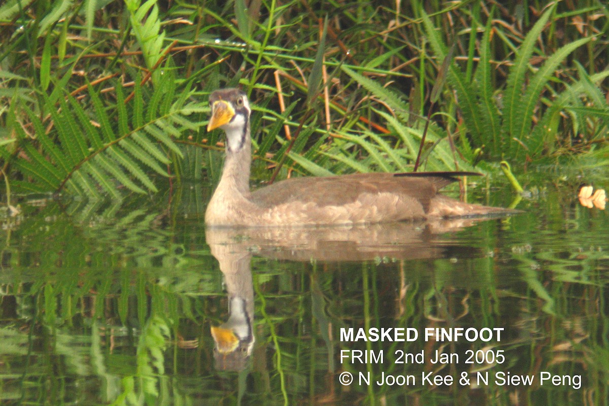 Masked Finfoot - Neoh Hor Kee