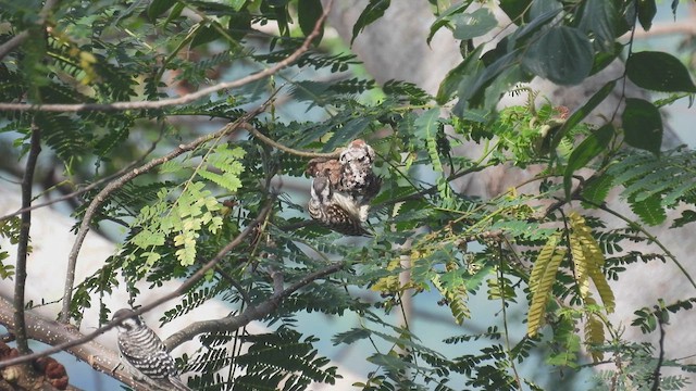 Sunda Pygmy Woodpecker - ML499638441