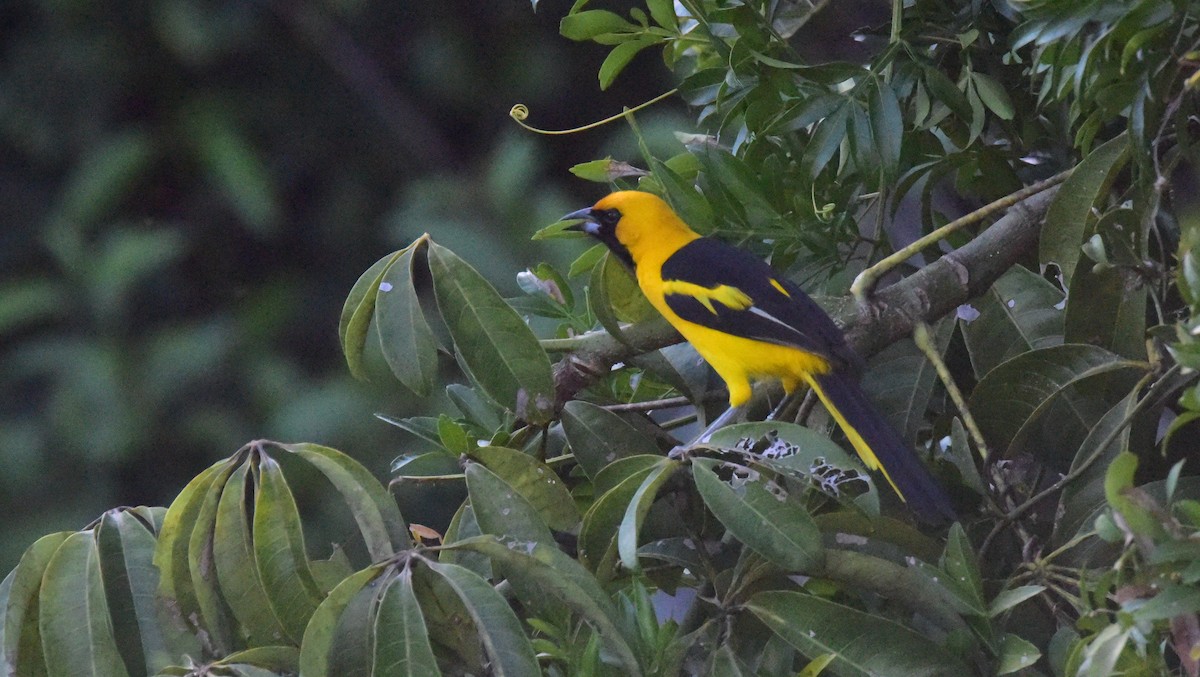 Yellow-tailed Oriole - ML49963921