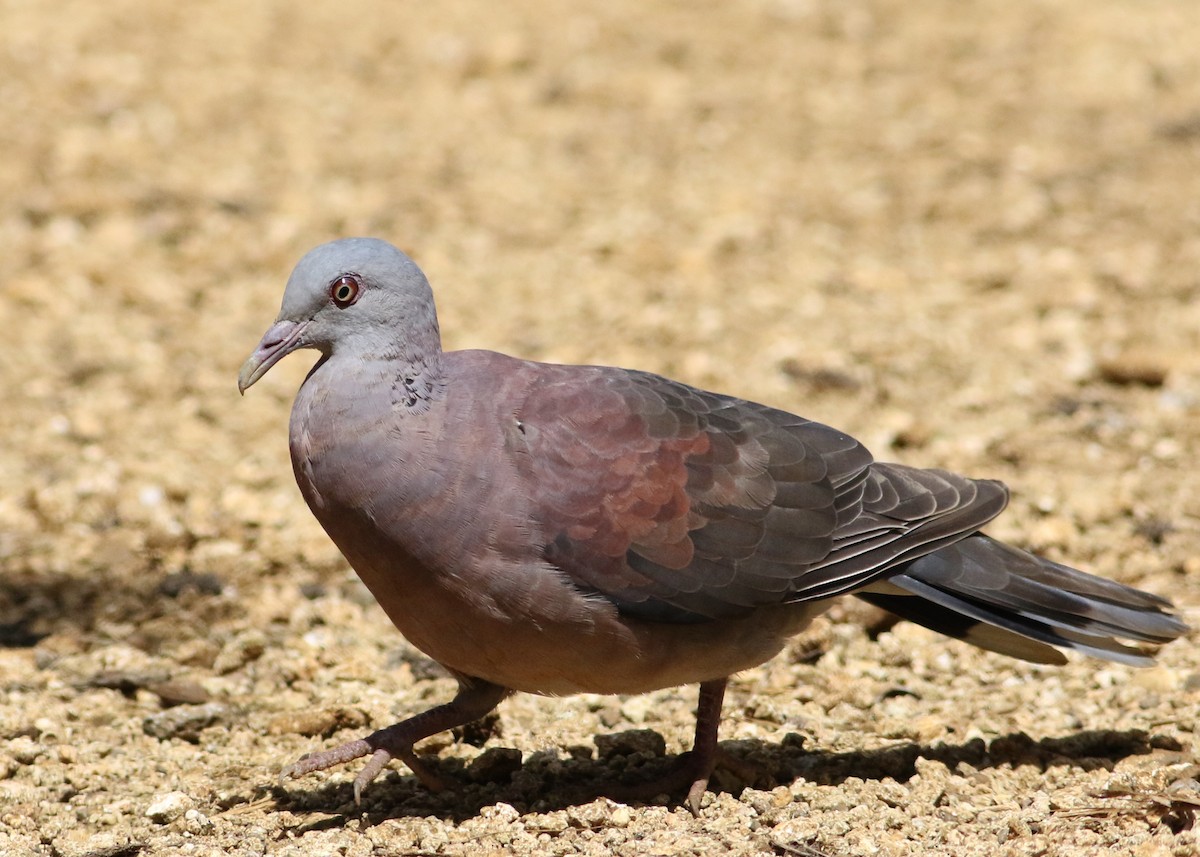 Pigeon de Madagascar - ML499643141