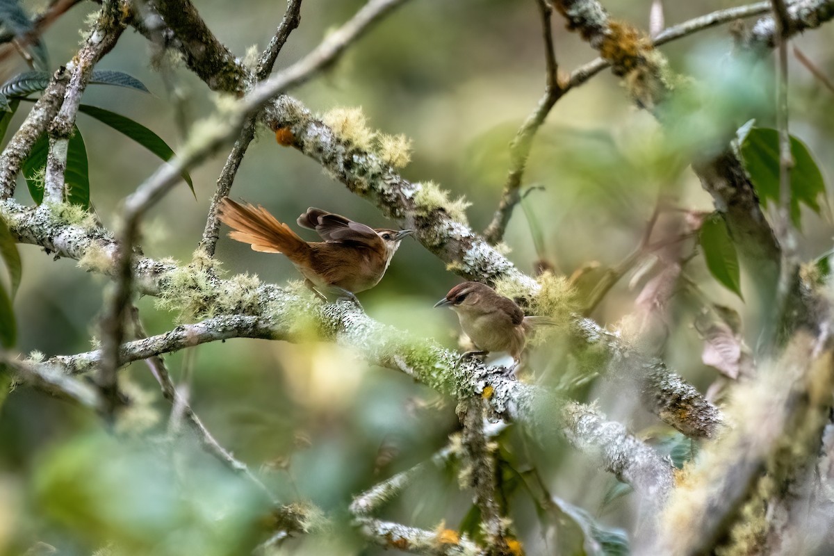 Rufous-fronted Thornbird (Rufous-fronted) - ML499647181