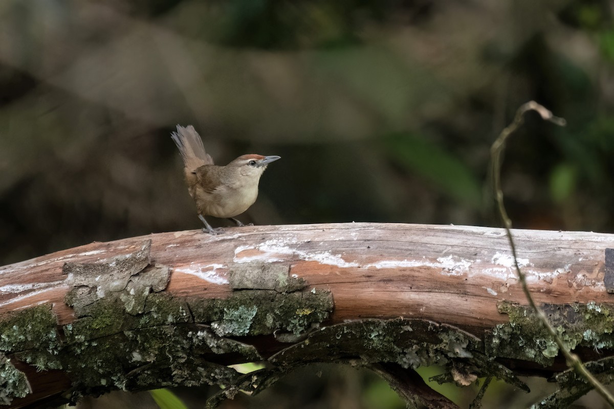 Rufous-fronted Thornbird (Rufous-fronted) - Mary Brennan