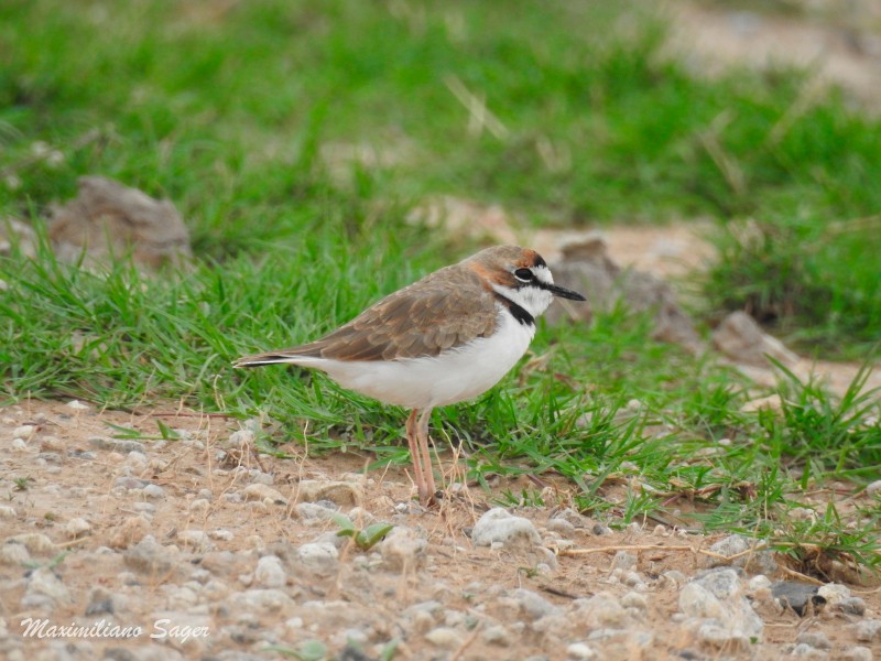 Collared Plover - ML49964771
